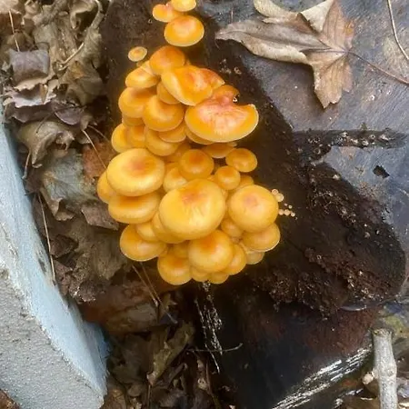 Manland Vendeghaz 아파트 *