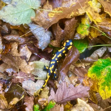 Manland Vendeghaz 아파트 Lillafüred